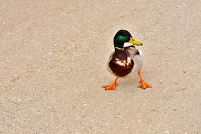 Duck Funny Water Bird