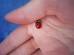 Lucky Ladybug on Hand