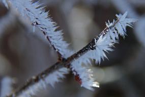 White frosty Tree Branch