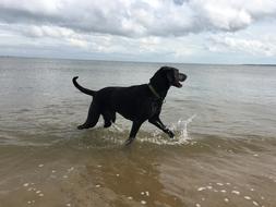 Beautiful, black dog swimming in the water, under the blue sky with clouds