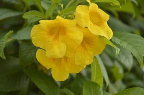 Orquidea Yellow Live flowers