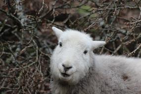 Sheep Herdwick Animal