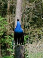 Pheasant Bird Blue