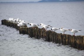 Water Seagulls in nature