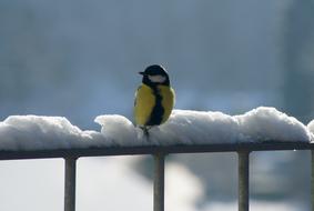 Black Maise Bird at Nature