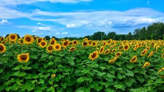 rural Landscape with field of Sunflowers in bloom