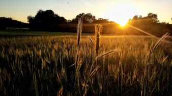 Cornfield Landscape at Sunset