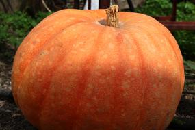 big juicy pumpkin