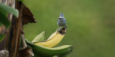 exotic Bird on Banana