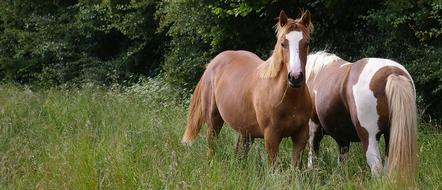 Prairie Horses Equine on field