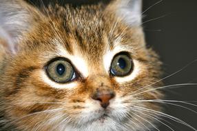 Kitten Tabby Cat face