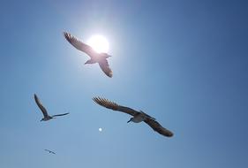 seagulls Bird at Sunlight