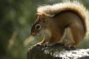 Red Animal Squirrel at wildlife