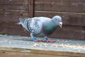 grey Pigeon Racing Bird