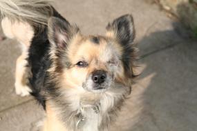 Portrait of the cute, colorful and beautiful, fluffy Chihuahua dog without the eye