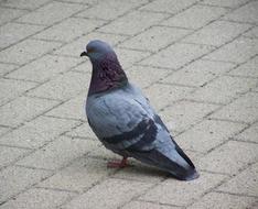 Pigeon Bird on stone pavement