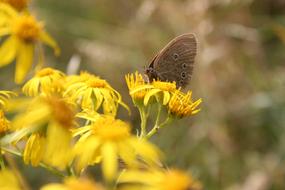 small brown Butterfly on yellow Flowers