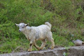 cute young Goats Animal