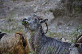 Goats Animals nature