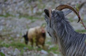 Colorful and cute, fluffy goats among the rocks and green grass