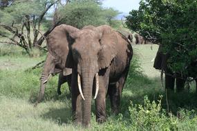 Elephant in Africa Tanzania