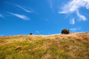 Beautiful, green and yellow hill with the plants, under the beautiful, blue sky with clouds