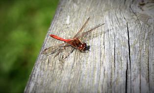 Red Dragonfly on wood