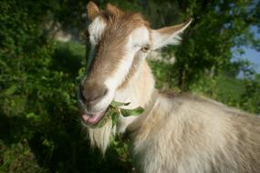 Goat Pets eating Grass