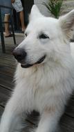 Beautiful and cute, fluffy Swiss White Shepherd