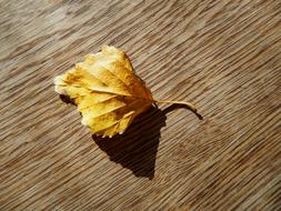 autumn leaf on a wooden surface in the bright sun