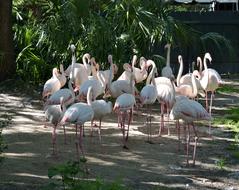 tropical white flamingos in a nature reserve in Florida, USA