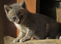 gray kitten on a wooden ladder