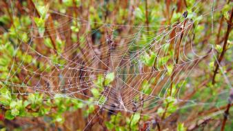 large Cobweb on shrub close up