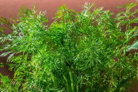 green aromatic plants