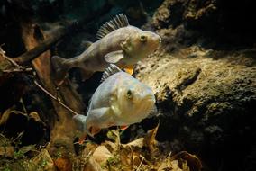 Animal Fish