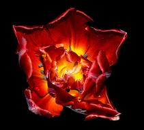 Tulip Red Yellow Spring