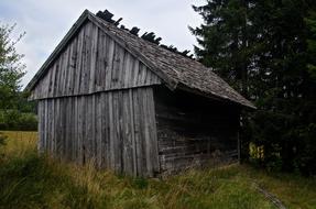 gray wooden hut in the forest