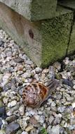 Snail crawling on pebbles