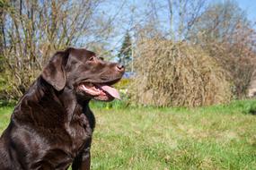 Beautiful and cute, shiny, brown Labrador dog among the colorful plants