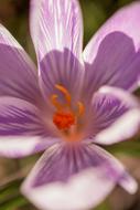 colorful crocus in bloom