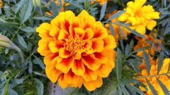 beautiful unusual flowers in the garden