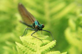 Macro picture of Dragonfly Insect in nature