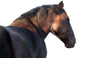 Beautiful, brown horse of different shades, at white background, clipart