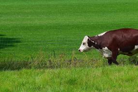 Cow Animal Cute