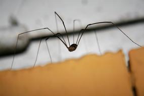 Macro photo of the cute spider, on the surface, at blurred background