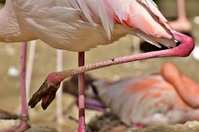 Flamingo Feet Mud