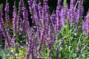 Flowers Summer Plant