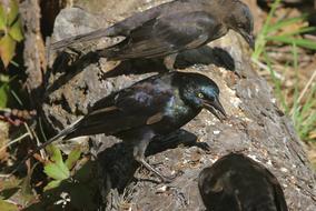 wild Black Bird Wings