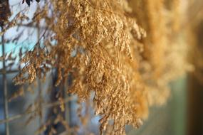 Sun Dried Plants Natural Process