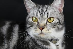 Beautiful and cute, gray and black cat with shiny eyes